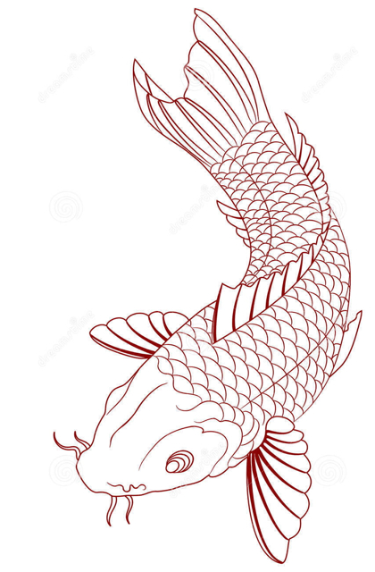 Koi